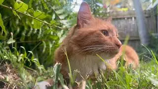 Cat Muse Meditation 3 Minute Calming Relaxing Mindful Cat Piano Biophilia Video