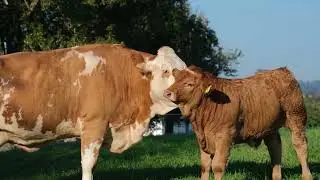 cow talk🐮animals