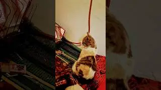 poor cat feeling cold#foryou