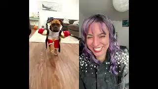 Pet Costumes! Who&rsquo;s best in Show? Part1 #reactionshorts #costumeideas #petcostumes #petcostume