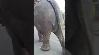 amazing elephant walk on the road 😳😲😕🥲
