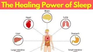 The Healing Power of Sleep: Inside the Nightly Repair System
