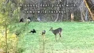 Let's Visit A Young deer plays with turkeys