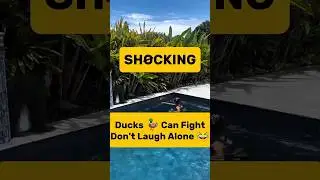 DUCKS CAN FIGHT?! 🦆😂 | Don&rsquo;t Laugh Alone (Wait for It!) #reels #shorts #viral #trending #viralvideo