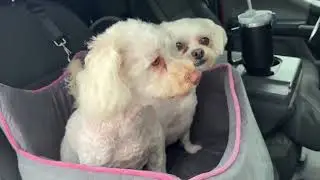 🐶 Dog Car Seat for Small & Medium Dogs | Safe, Comfy & Travel-Ready Booster Seat 🚗