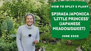 How to Split & Plant Spiraea japonica 'Little Princess' (Meadowsweet)