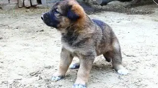 Omg so cute germon shepherd puppy - Cutness of Baby Dog