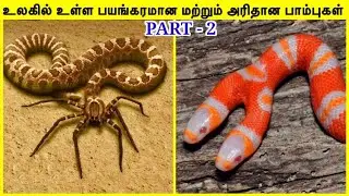 🔴அரியவகை பாம்புகள் #2 | Rarest Snake In The World in Tamil #live #shorts