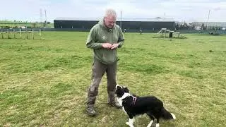 How to teach your dog to walk backwards - great for hip problems