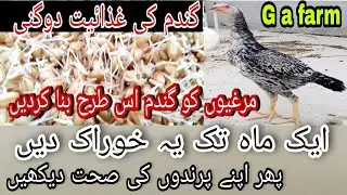 how to make sprouted wheat grain for backyard chickens | murgion k ley gandam ka sprouts | G afarm