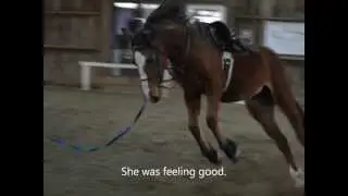 Securing the Reins for Lunging a Horse