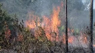 SciTech Central: Controlled Burns and Nature&rsquo;s Fury