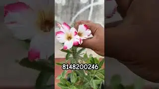 White and Pink edge Adenium Flower | #flower #adenium #blooming #gardening