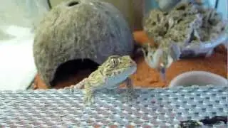 Geckonia chazaliae eating
