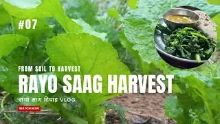 From Soil to Harvest : Rayo Saag Harvest (रायाे साग टिपाइ भ्लग) #07 #farming #gardening #vegetables