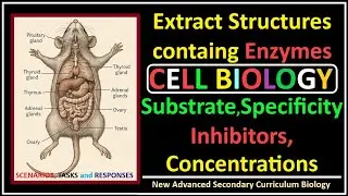 Cell Biology-3-Enzyme Substrate Specificity, Effects of Inhibitors, Substrate, Enzyme Concentrations