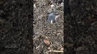Rispondendo a commenti sulla talpa