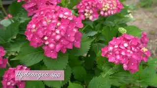 The Stunning Beauty of My Hydrangeas in Zone 9B