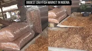 Biggest crayfish market in Nigeria