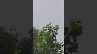 Heron#birdsoftheworld#birds#birdwatching#birdsofindia#ytshorts#viralvideo#educational#shorts