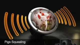 Pigs Squealing-Sound Effect