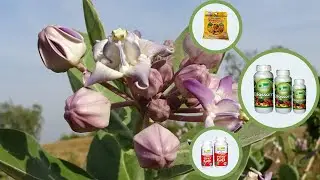 Use Eco Power Blossom for Akanda Crown Flower (Calotropis Gigantea)  Plant