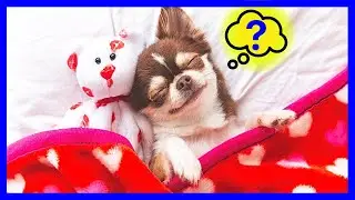 What Do DOGS DREAM About? The SCIENCE Behind Your DOG&rsquo;s SLEEP