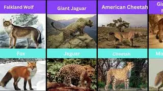 Extinct Giants That Became Small Modern Animals &ndash; Part 2