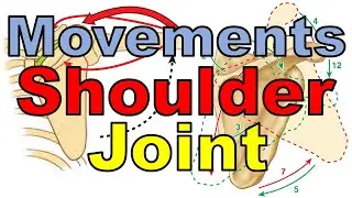63. Shoulder Joint (3/5) || Upper Limb Joints (6/15) || كلية الطب - مادة التشريح || (M1---) || [65]