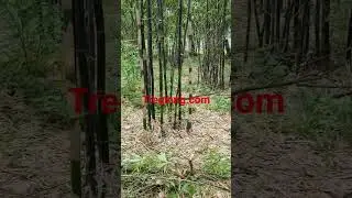 Tre t&iacute;m đen bali ( bambusa Timor black)