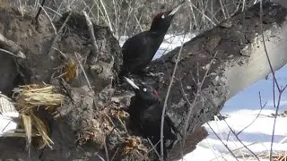 Пара чёрных и один седой. ( Dryocopus martius ) ( Picus canus )