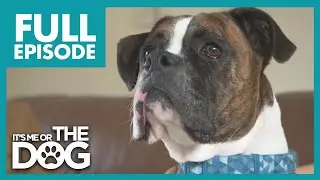 Boxer Wants To Fight EVERY Dog He Sees! | Full Episode | It's Me or The Dog