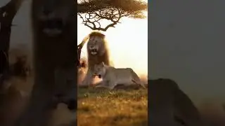 This Horn Scared an Entire Lion Family 😂 | Cinematic Wildlife #animalshorts #animalprank #shorts