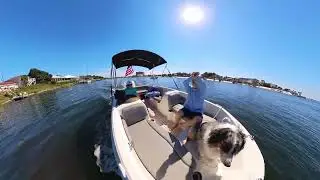 Gucci the boat dog