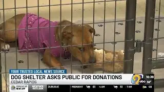 Dog shelter asks for public&rsquo;s help to get dog food it needs