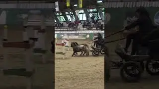 Schmidt Bogl&aacute;rka I. fordul&oacute;, fedeles fogathajt&aacute;s |  Indoor Obstacle Driving Dec 2025