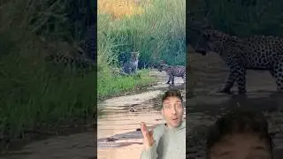 The Honey Badger is built different