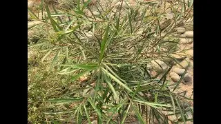 Tshuaj ua kom txiv neej tus kwv loj ntev thiab muaj zog 8 Sep 2017