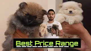 Culture pomeranian dog for sale in Delhi | Best Price by Asia Pets Delhi / India