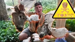 КИПЯЩИЕ МОЗГИ! (Готовим отвратительные оленьи черепа)