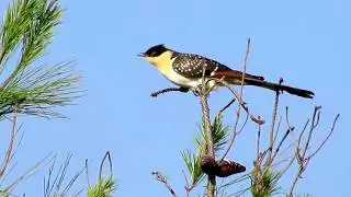 Great Spotted Cuckoo (Clamator glandarius) &Kappa;&iota;&sigma;&sigma;ό&kappa;&omicron;&upsilon;&kappa;&omicron;&sigmaf;,- &Kappa;&alpha;&lambda;&omicron;&chi;&rho;&omicron;&nu;&iota;ά - Cyprus