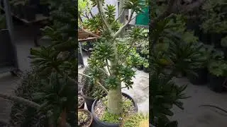 #dorstenia dorstenia gigas plant #plants