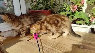 Élevage de chats sibérien Adore Chat httpsiberienchat.fr​​​   Chatons sibériens