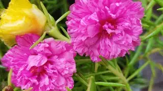 Цветок портулака / Мосс Роза 🌸🌼🏵️#растения #природа #садоводство #grih_shobha