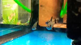 Female Black Phantom Tetras - day 4 in QUARANTINE