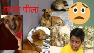 मेरा कुत्ता सिर्फ एक पालतू नहीं मेरा परिवार है || प्यारा पिल्ला 🥰 #doglover #dogsound #dogvlog 
