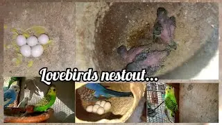 lovebirds chicks nestout..🤩 in tamil.//smartbirds