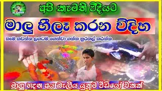 How to tame your fish | මාලු හීලෑ කරන ව්දිහ මෙන්න |fish farm in sri lanka | fish video