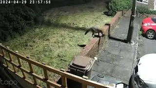 nightly visits from foxes on my security @tapo camera