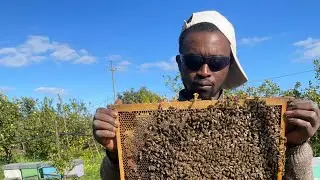 Save the honey bee 🐝 
